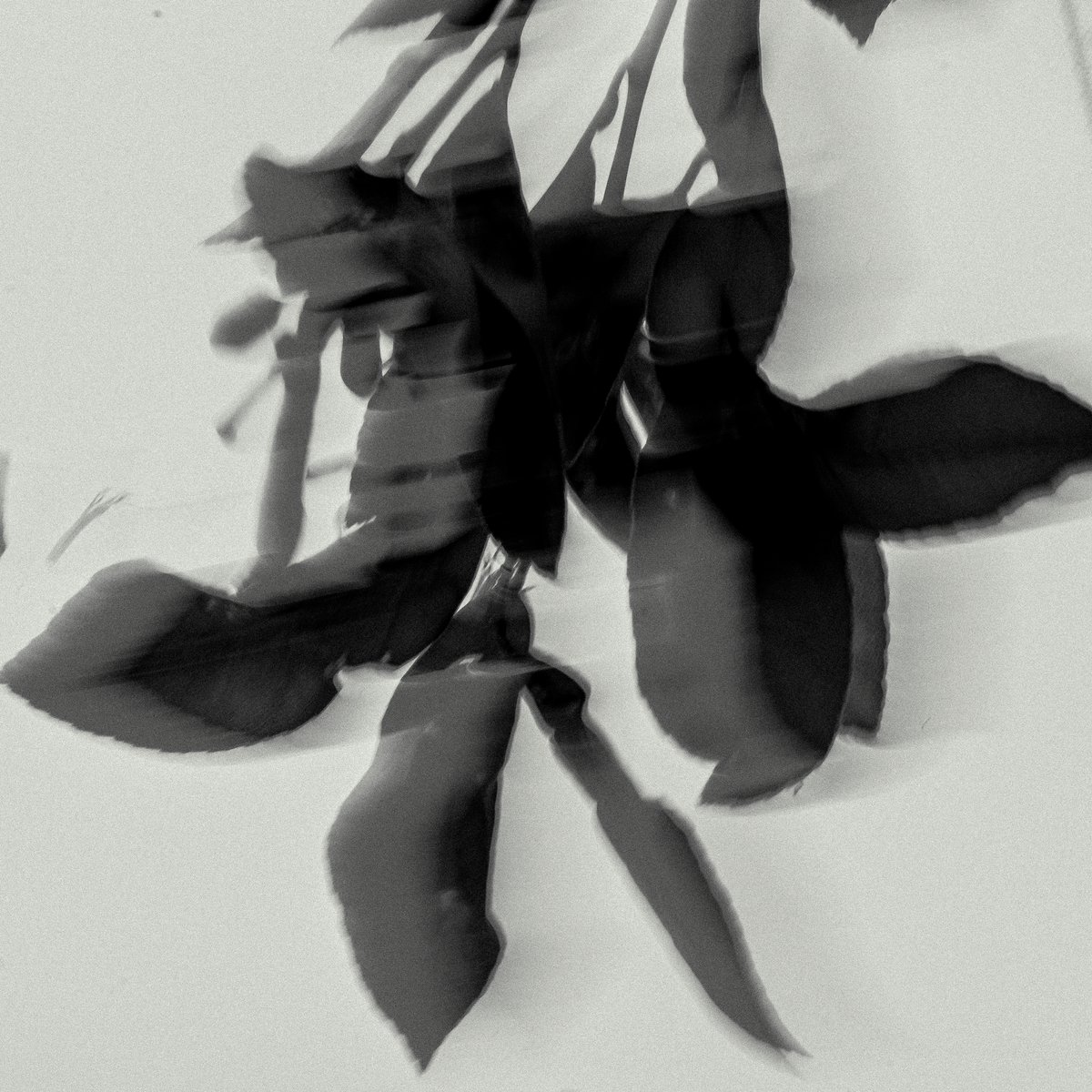 Orange Blossom